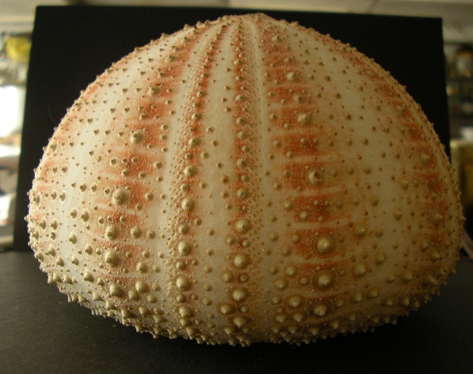 Gracilechinus acutus  (Lamarck, 1816) - teca